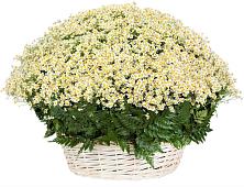 Цветочная композиция из Ромашки в корзине #REPLACE_PRED# Советском Руно